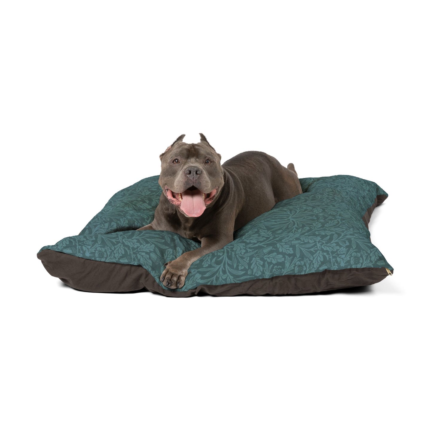 Dog lying on a teal and brown pet bed with a white background