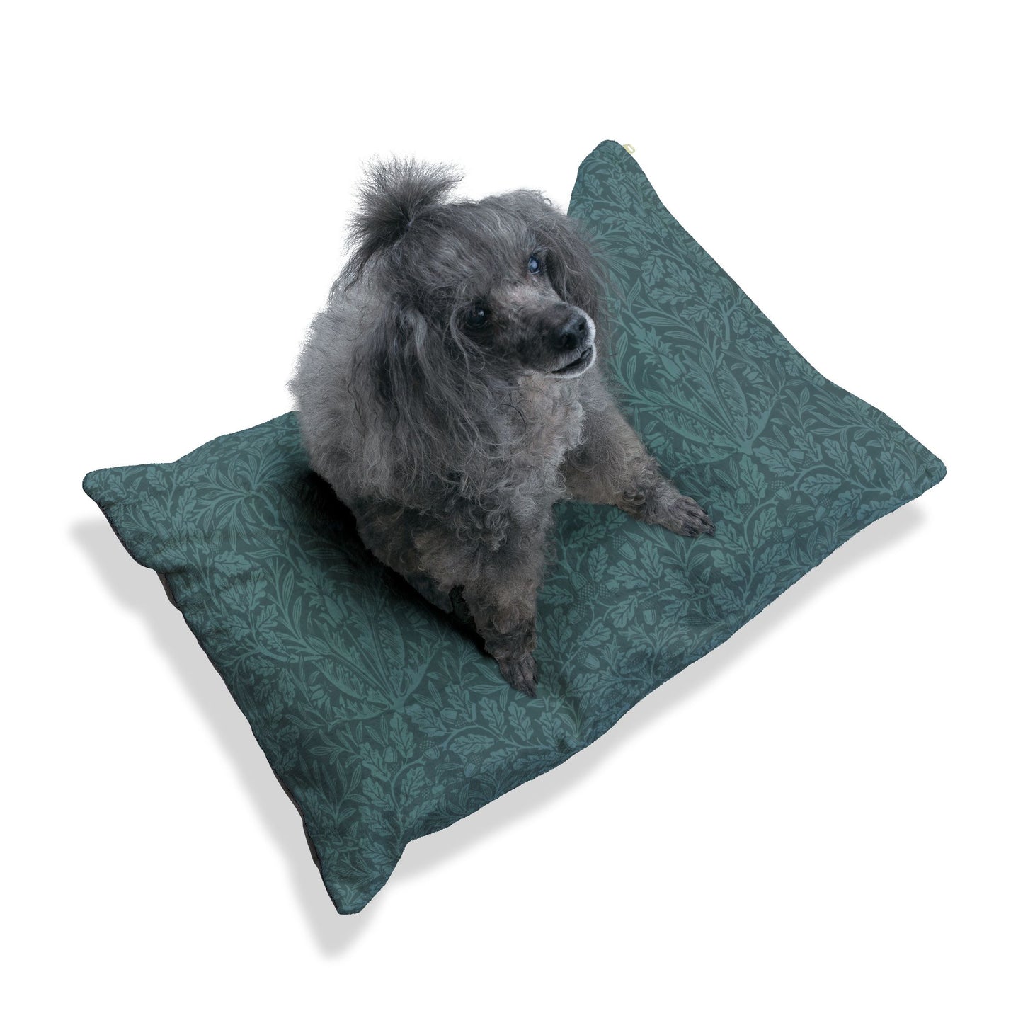 Dog sitting on a green cushion with a white background