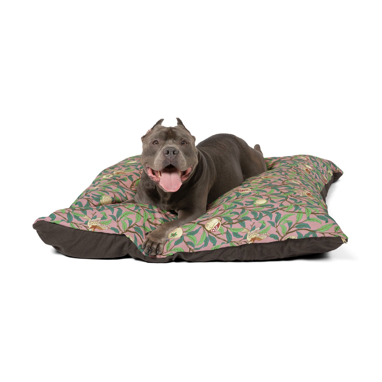 Dog lying on a patterned dog bed with a white background