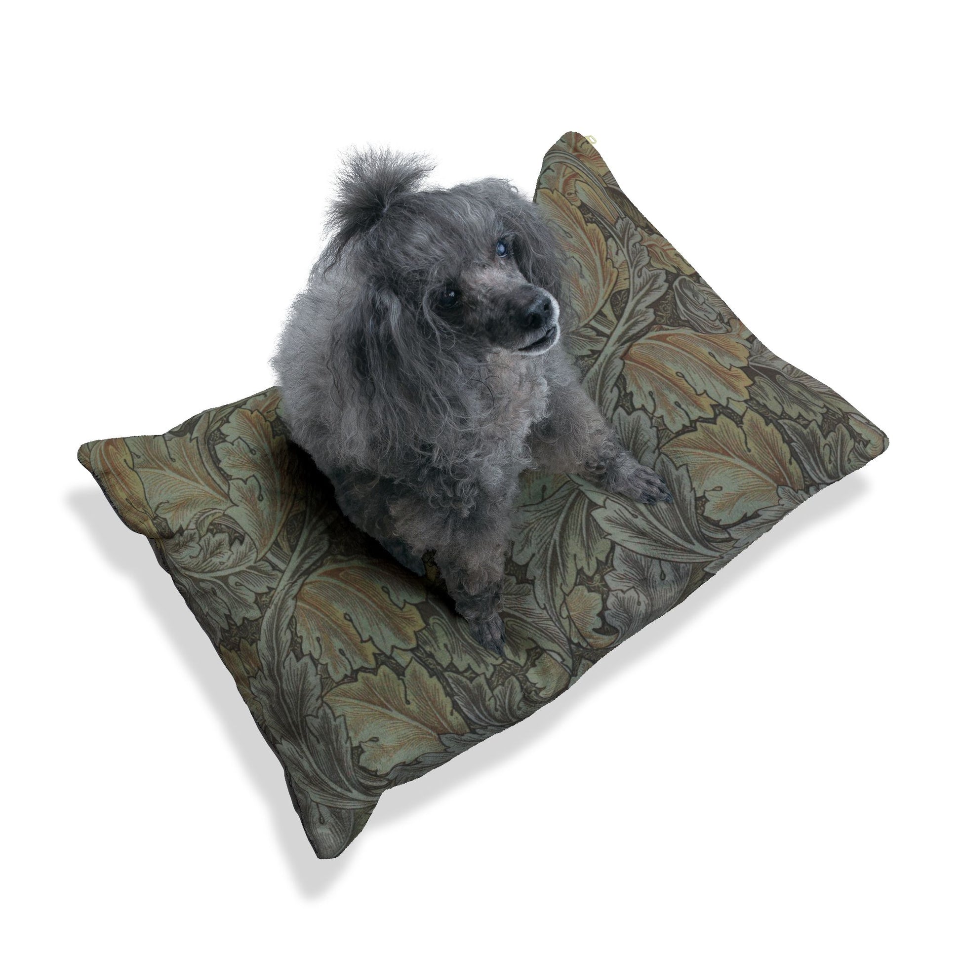 Dog sitting on a patterned dog bed with a white background
