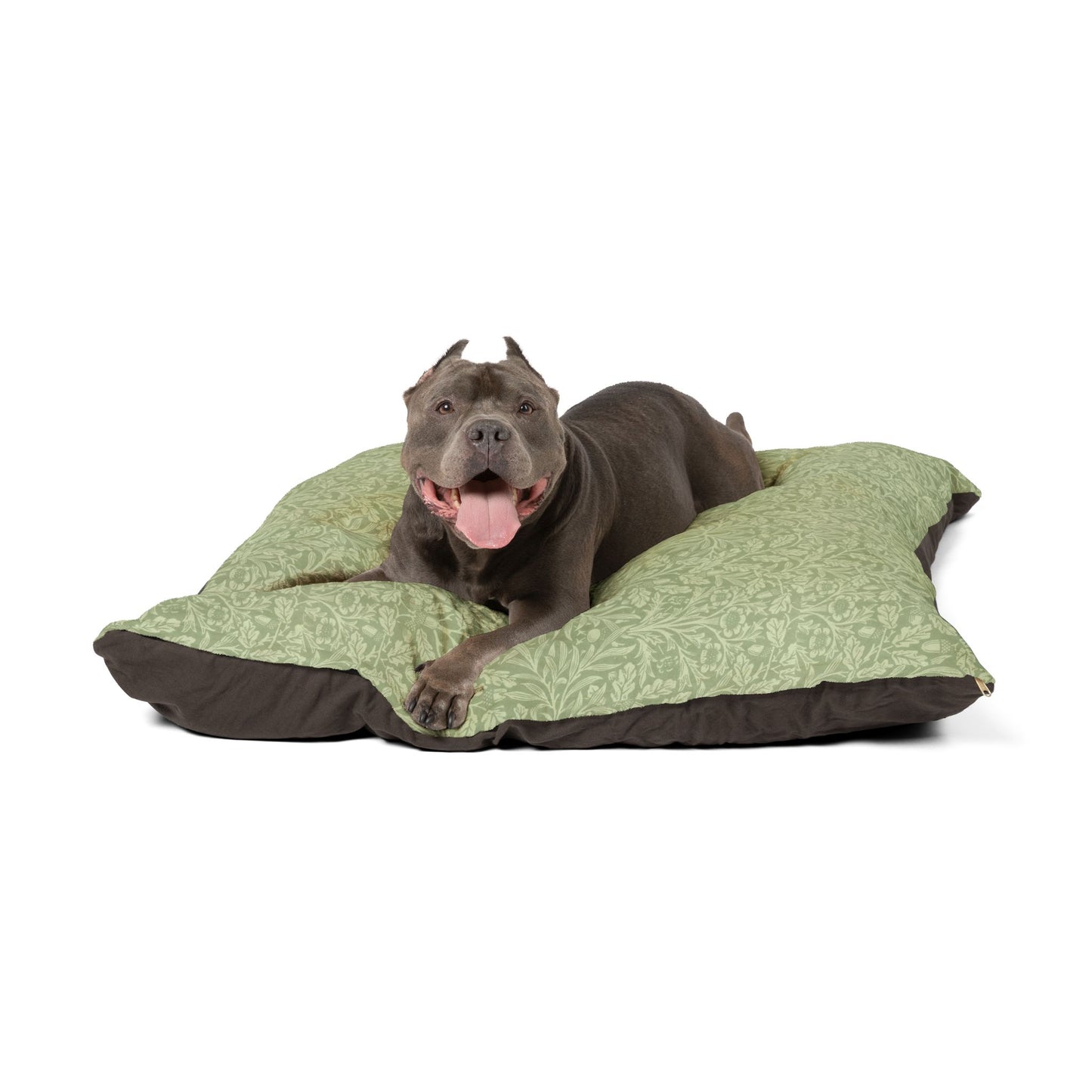 Dog lying on a green and brown patterned dog bed against a white background
