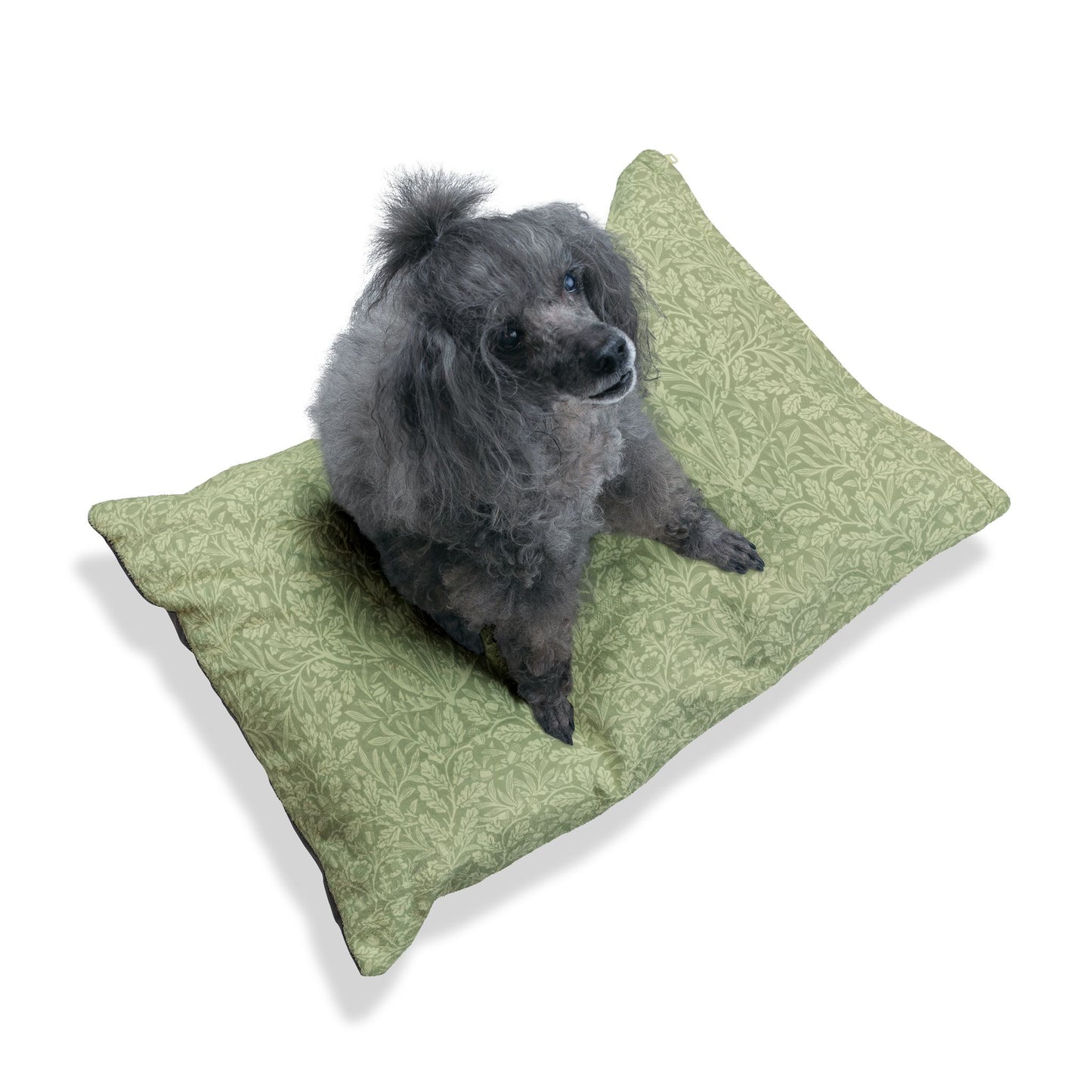 Dog sitting on a green cushion with a white background