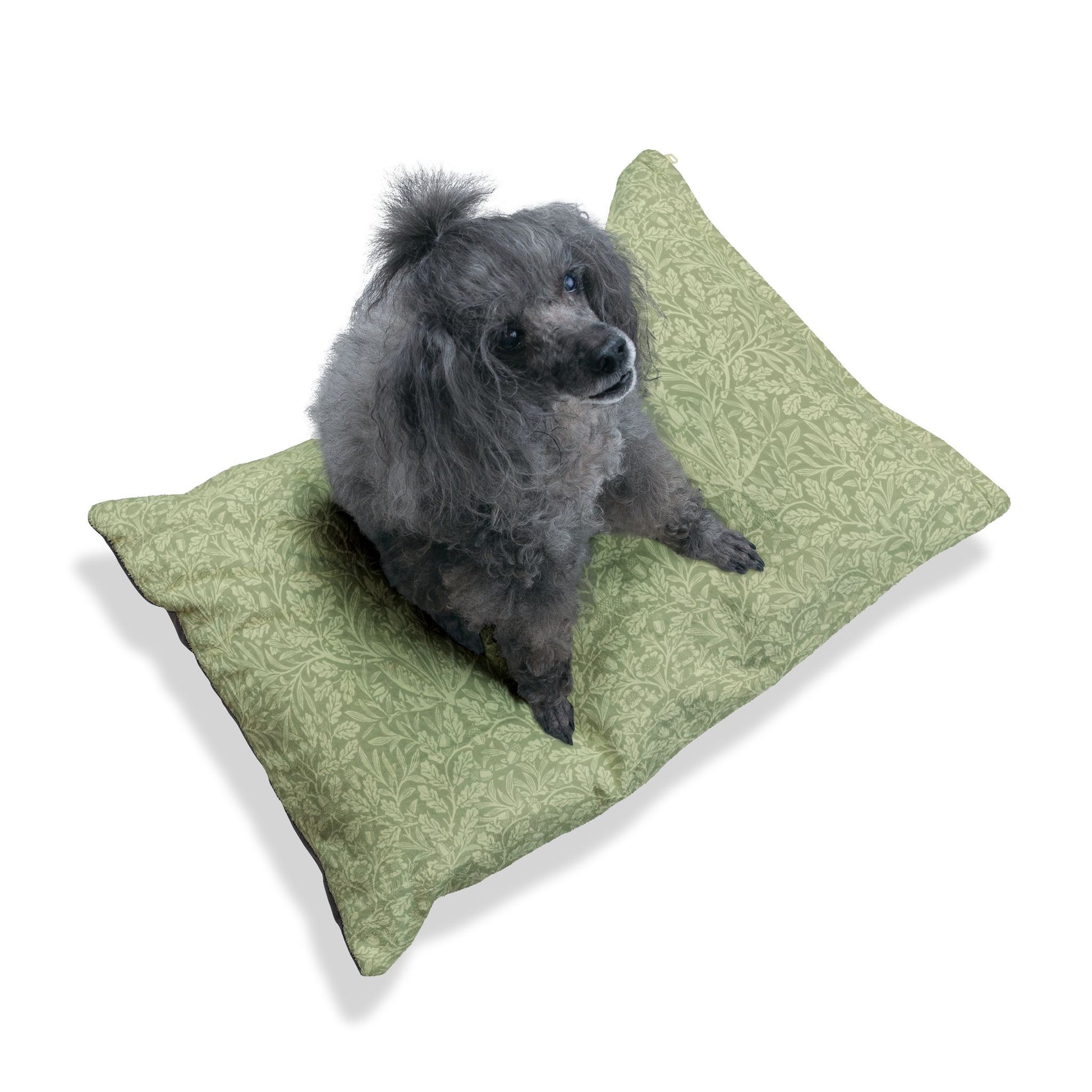 Dog sitting on a green cushion with a white background