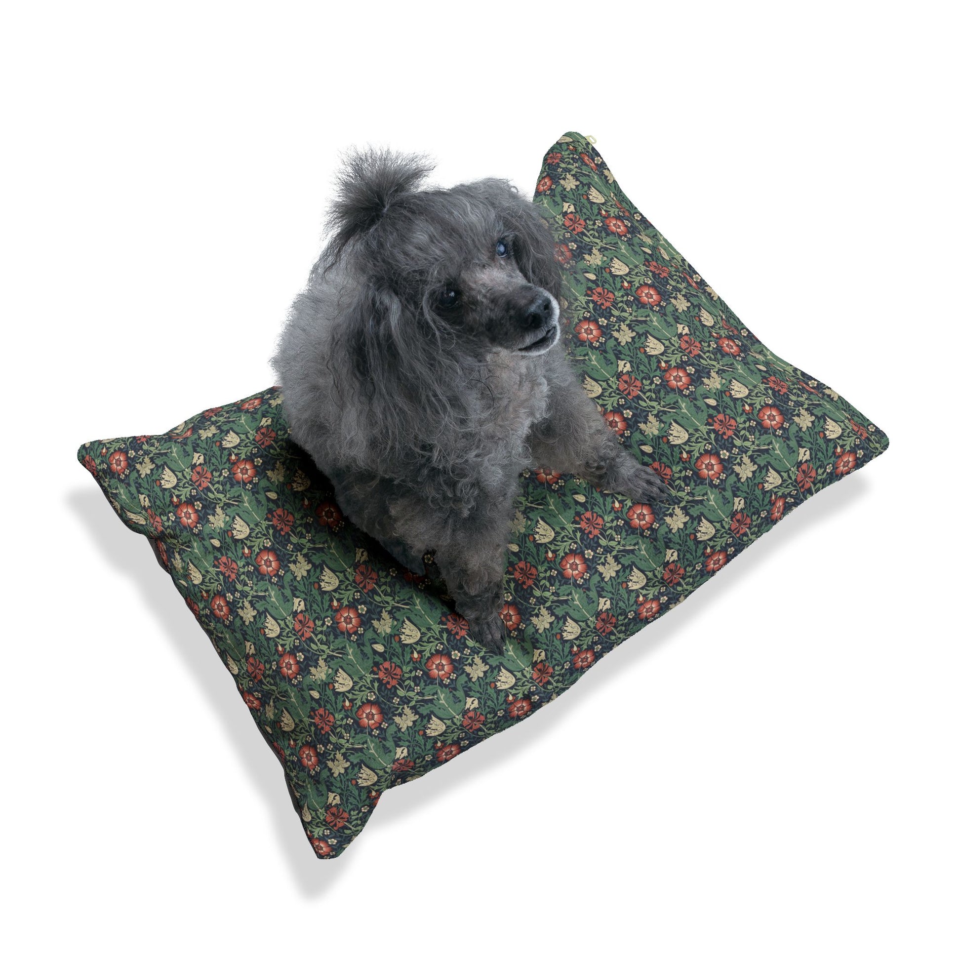 Dog sitting on a floral-patterned cushion with a white background