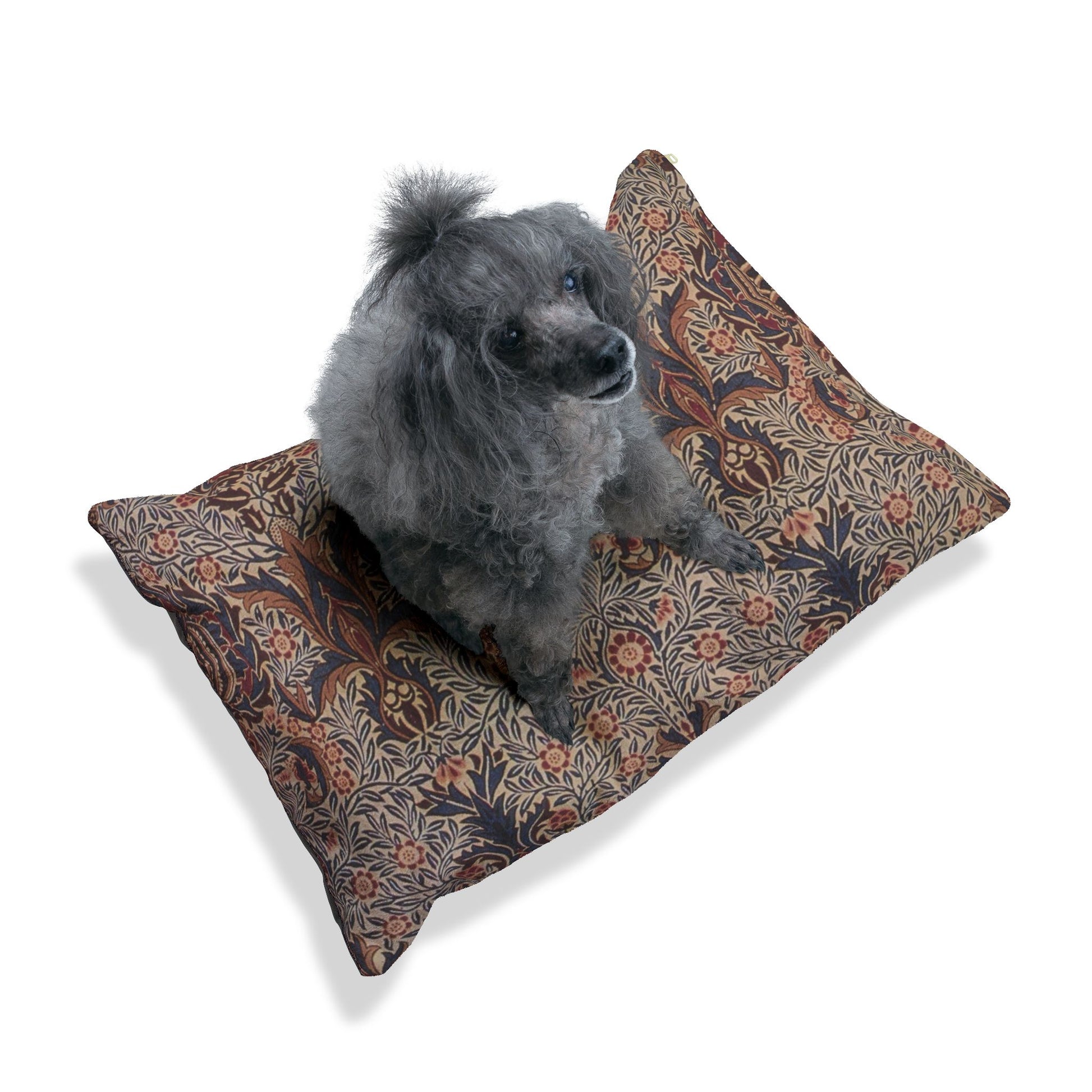 Dog sitting on a patterned dog bed with a white background